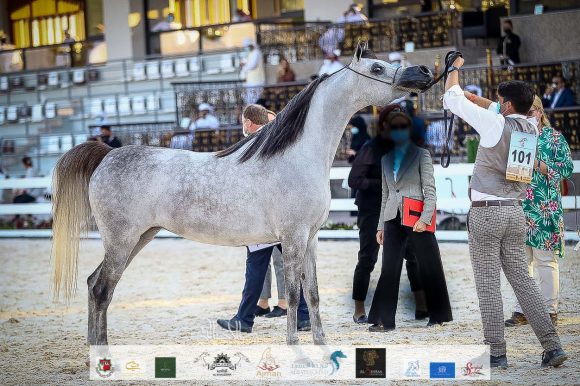 دي شيهانة (اف ايه الرشيم X دي شهلا) مربط دبي