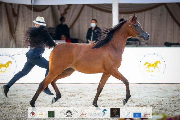 الأريام الظنة (رعود البداير X الأريام بسمة) إسطبلات الأريام