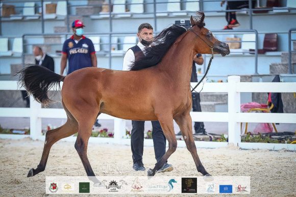 ع ج العلا (ع ج مرزان X آية المعود) مربط عجمان