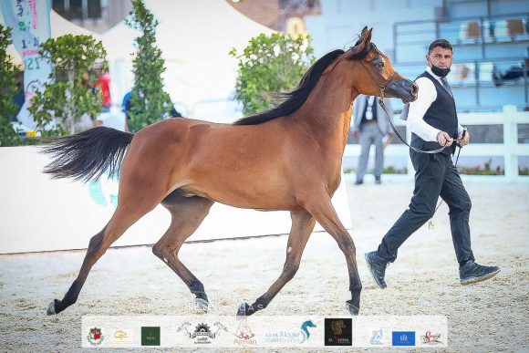 ع ج العلا (ع ج مرزان X آية المعود) مربط عجمان