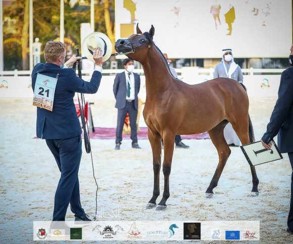 الأريام الظنة (رعود البداير X الأريام بسمة) إسطبلات الأريام