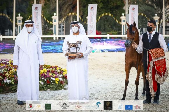 ع ج العلا (ع ج مرزان X آية المعود) مربط عجمان