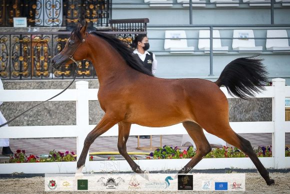 الأريام حشيم (اف ايه الرشيم x الأريام حمرا) مربط الشيخ خليفة بن طحنون بن محمد آل نهيان