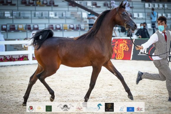 دي راسل (اف ايه الرشيم x ليدي فيرونكا) مربط دبي