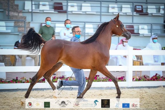 مزيون البداير (اف ايه الرشيم x ميشا مارا) مربط البداير