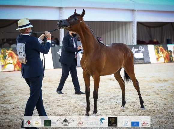 الأريام حشيم (اف ايه الرشيم x الأريام حمرا) مربط الشيخ خليفة بن طحنون بن محمد آل نهيان