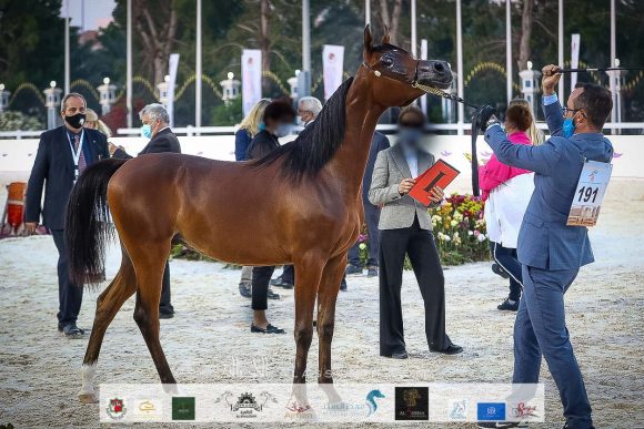 مزيون البداير (اف ايه الرشيم x ميشا مارا) مربط البداير