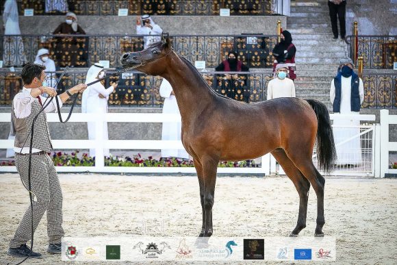 دي راسل (اف ايه الرشيم x ليدي فيرونكا) مربط دبي