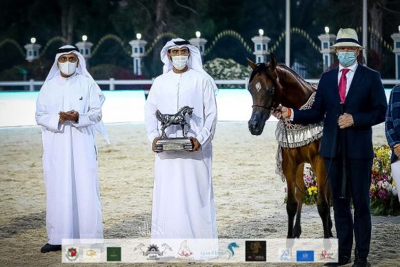 الأريام حشيم (اف ايه الرشيم x الأريام حمرا) مربط الشيخ خليفة بن طحنون بن محمد آل نهيان