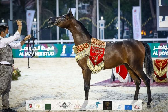 دي راسل (اف ايه الرشيم x ليدي فيرونكا) مربط دبي