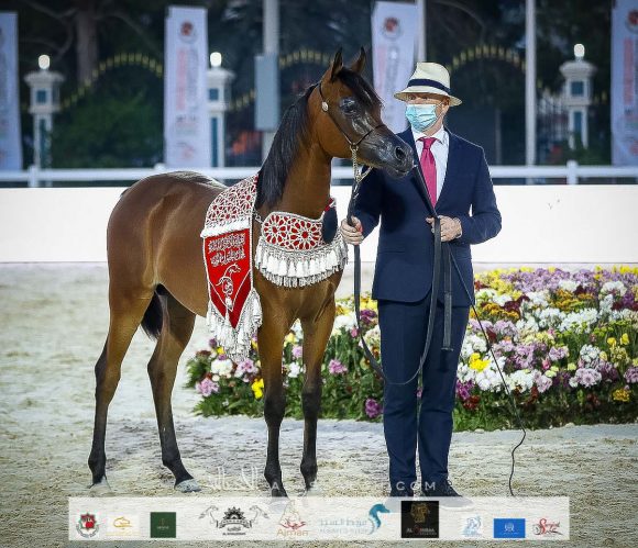 الأريام حشيم (اف ايه الرشيم x الأريام حمرا) مربط الشيخ خليفة بن طحنون بن محمد آل نهيان