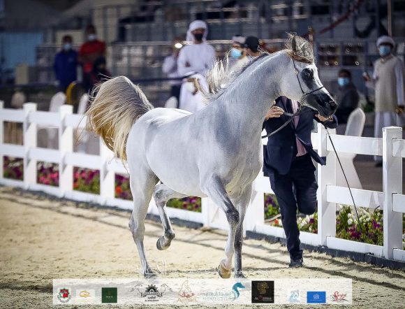 دي جبران (اف ايه الرشيم x دي ثريا) مربط الفلاح