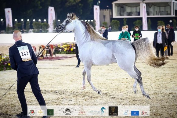 دي جبران (اف ايه الرشيم x دي ثريا) مربط الفلاح