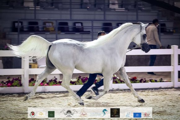 أ س برنس (أ س سراب x رغد الناصر) مربط الشيخ عبد الله بن ماجد القاسمي