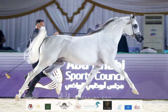 جيان دي نوتياك (شايل دريم ديزرة x جوماليا نوتياك) مربط بدر عدنان أحمد آل علي