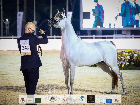 دي جبران (اف ايه الرشيم x دي ثريا) مربط الفلاح