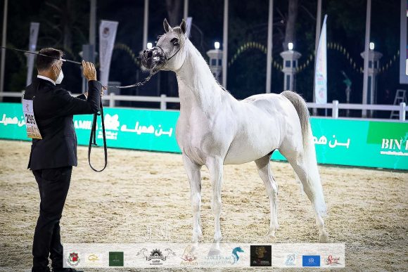 جيان دي نوتياك (شايل دريم ديزرة x جوماليا نوتياك) مربط بدر عدنان أحمد آل علي