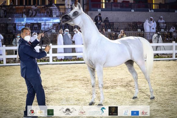أ س برنس (أ س سراب x رغد الناصر) مربط الشيخ عبد الله بن ماجد القاسمي