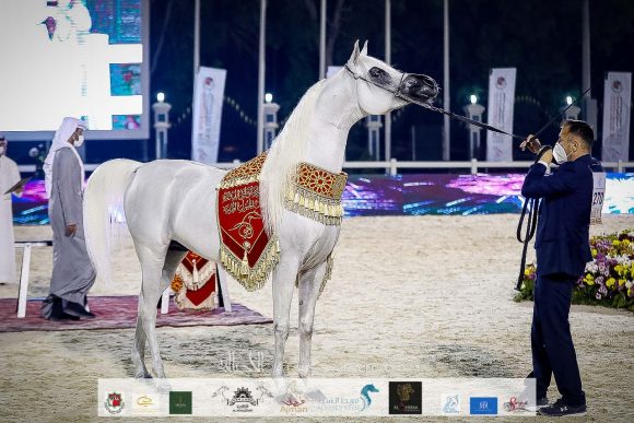 أ س برنس (أ س سراب x رغد الناصر) مربط الشيخ عبد الله بن ماجد القاسمي