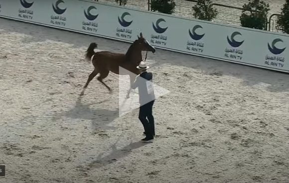 شاهد البث المباشر لبطولـة أبو ظبي الدولية لجمال الخيول العربية 2021 – اليوم الاول