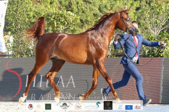 bdb1d688-f6b2-4136-8f65-0bbc9db77a01