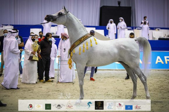 إي اس حرير (ع ج دينار x تي اف ماغنومس ماجيك) مربط الصقران