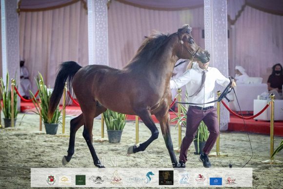 س س محجوب (اف ايه الرشيم x دي ترفة) لمحمد سلطان اليحيائي