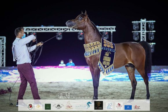 س س محجوب (اف ايه الرشيم x دي ترفة) لمحمد سلطان اليحيائي