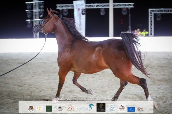 غلا بي اتش أم (اميرالد جي x ام في ايه اميريال ميست) لعلي غانم بن هميلة المزروعي