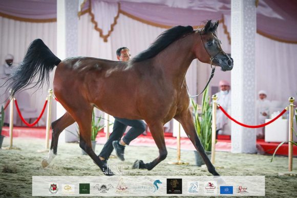 آر اف اي اميرة المكتوب (ار اف اي مكتوب x الي ماهكشي) لعلي غانم هميلة المزروعي