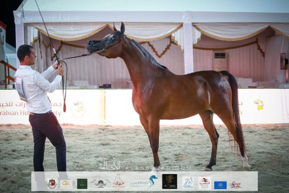 غلا بي اتش أم (اميرالد جي x ام في ايه اميريال ميست) لعلي غانم بن هميلة المزروعي