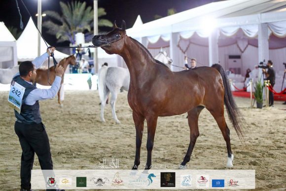 آر اف اي اميرة المكتوب (ار اف اي مكتوب x الي ماهكشي) لعلي غانم هميلة المزروعي