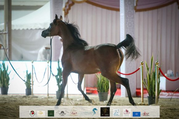 الريم بي اتش ام (ياس بي اتش أم x آر اف اي أميرة المكتوب) لعلي غانم بن هميلة المزروعي