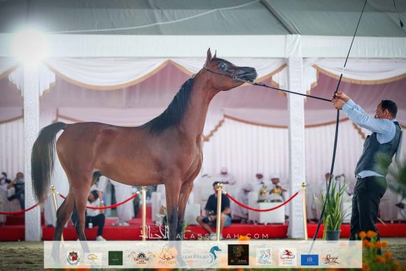 الريم بي اتش ام (ياس بي اتش أم x آر اف اي أميرة المكتوب) لعلي غانم بن هميلة المزروعي