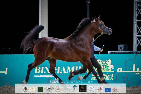 هلال السيد (عجمان مونيسكيون xالشنينة) لمربط بن هميلة