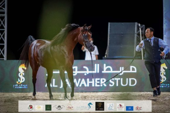 هلال السيد (عجمان مونيسكيون xالشنينة) لمربط بن هميلة