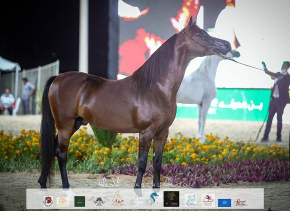 هلال السيد (عجمان مونيسكيون xالشنينة) لمربط بن هميلة