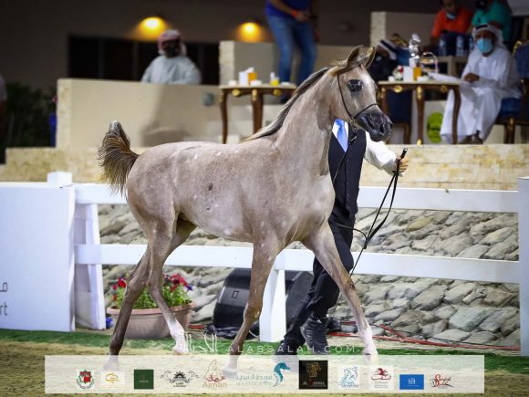 ع ج غزالة (شنغهاي إي ايه xغدير ايه ام) مربط عجمان