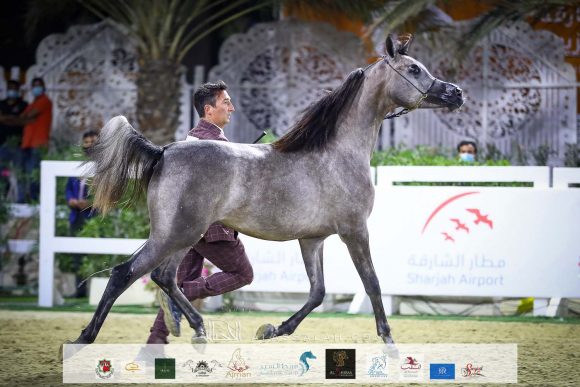 "دي لين" (دي سراج x دي مها) مربط دبي