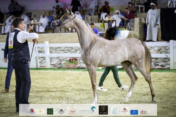 ع ج غزالة (شنغهاي إي ايه xغدير ايه ام) مربط عجمان