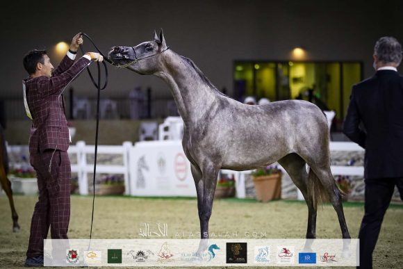 "دي لين" (دي سراج x دي مها) مربط دبي
