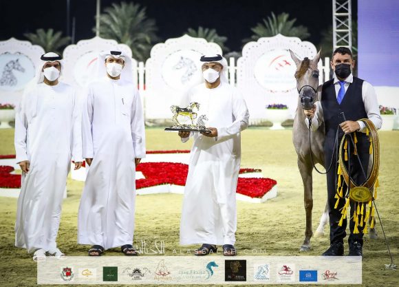 ع ج غزالة (شنغهاي إي ايه xغدير ايه ام) مربط عجمان