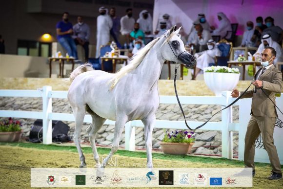 "اس كيو الجوهرة" (اكسكاليبور إي ايه x ازاليا ال بي ايه) مربط الصقران