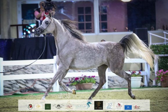 : "دي جودي" (ع ج عزام xإلي فلامنكا) مربط دبي