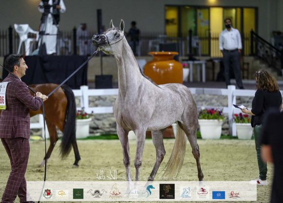 : "دي جودي" (ع ج عزام xإلي فلامنكا) مربط دبي