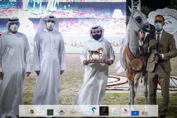 "اس كيو الجوهرة" (اكسكاليبور إي ايه x ازاليا ال بي ايه) مربط الصقران