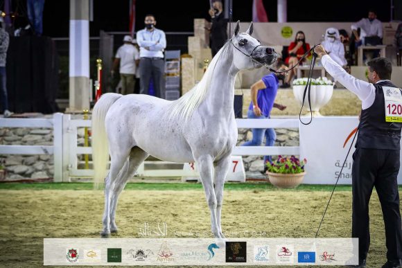 "ع ج إمانة" (ع ج مردان x ايماندوريا) مربط عجمان