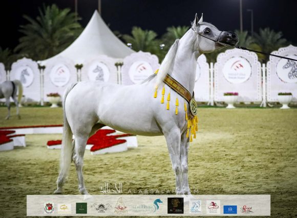 : بنت هاذي الخالدية (البلاشيفو xهاذي الخالدية) مربط الخشاب