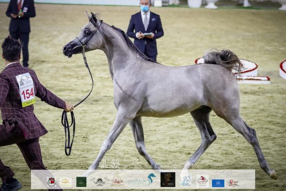 : دي شرار (دي سراج xاف تي شيلا) مربط دبي