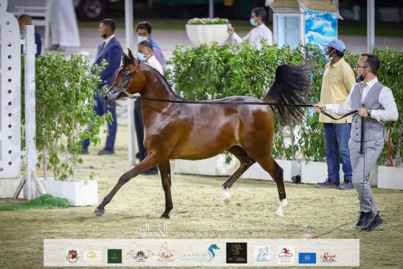 مزيون البداير (اف ايه الرشيم xميكا مارا) مربط البداير